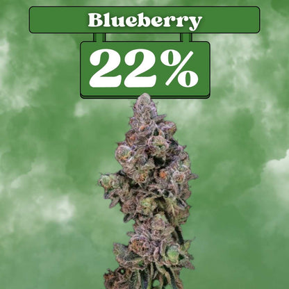 Blueberry Samen - Feminisiert (22% THC) 🌱