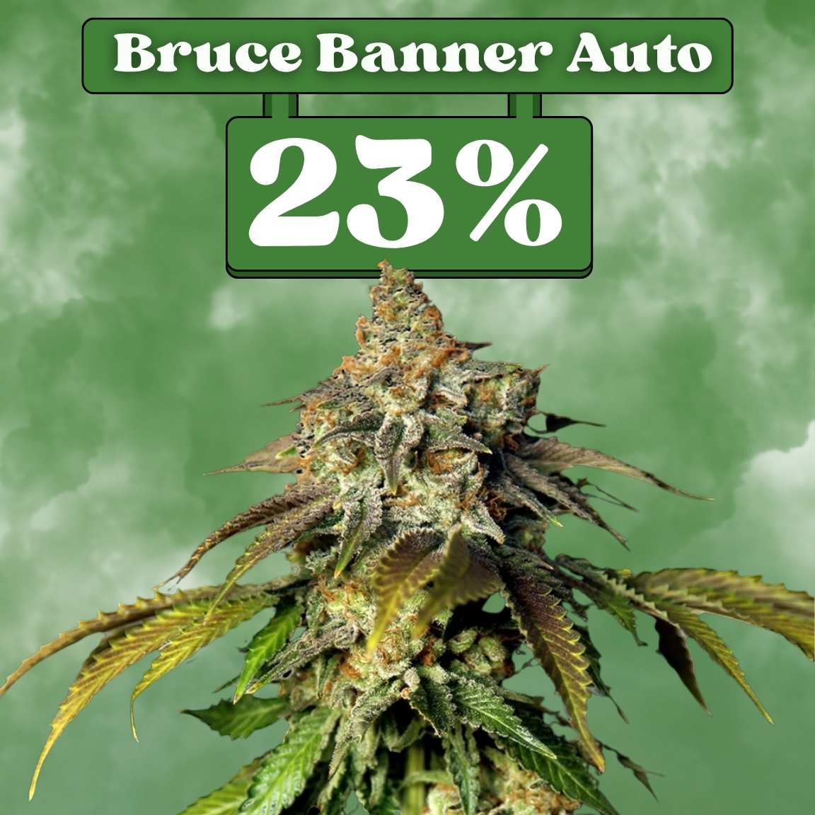 Bruce Banner - Autoflower 🌱