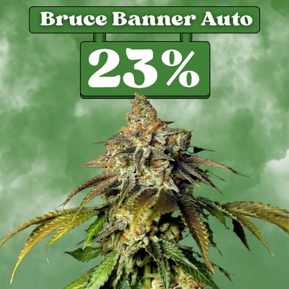 Bruce Banner - Autoflower 🌱