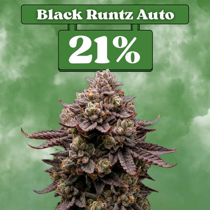 Cali Black Runtz - Autoflower 🌱