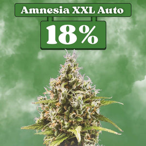 Amnesia XXL - Autoflower 🌱