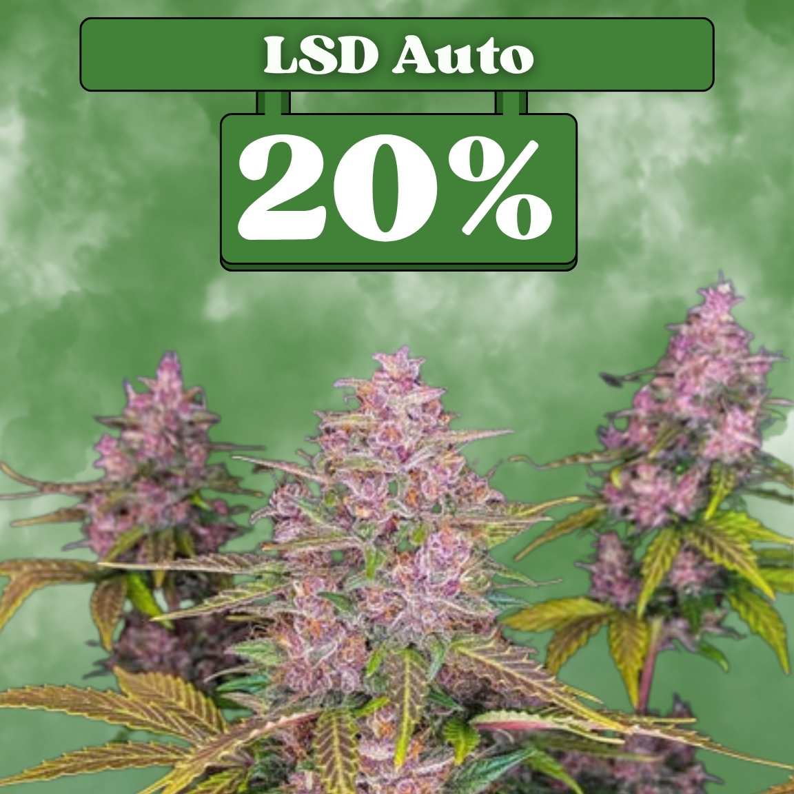 LSD Samen - Autoflower (20% THC) 🌱