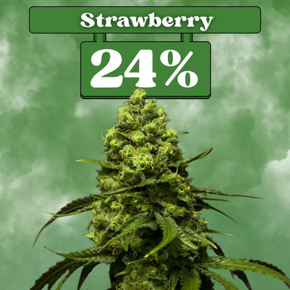 Strawberry - Feminisiert 🌱