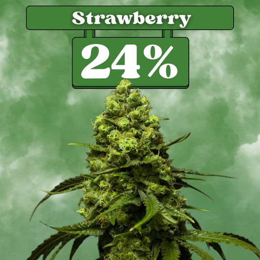 Strawberry - Feminisiert 🌱