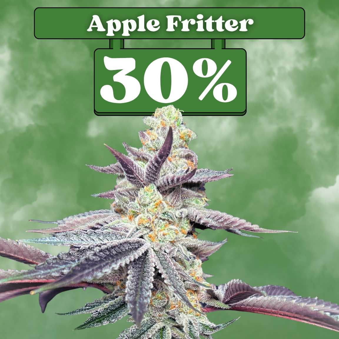 Cali Apple Fritter - Feminisiert (30% THC) 🌱