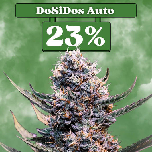 DoSiDos -  Autoflower 🌱