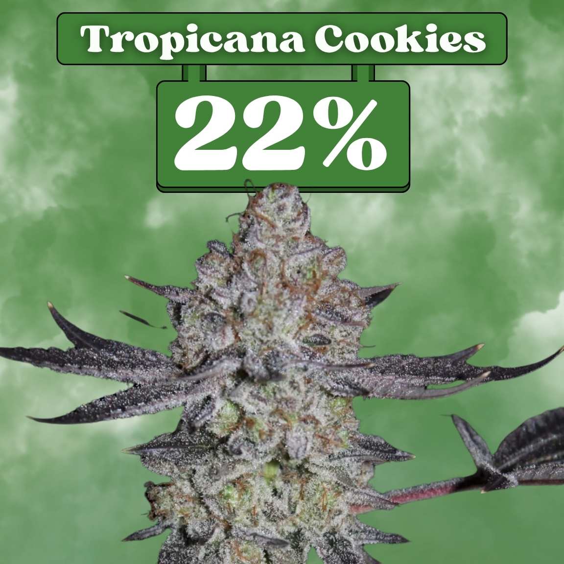 Tropicana Cookies Samen - Feminisiert  (22% THC) 🌱