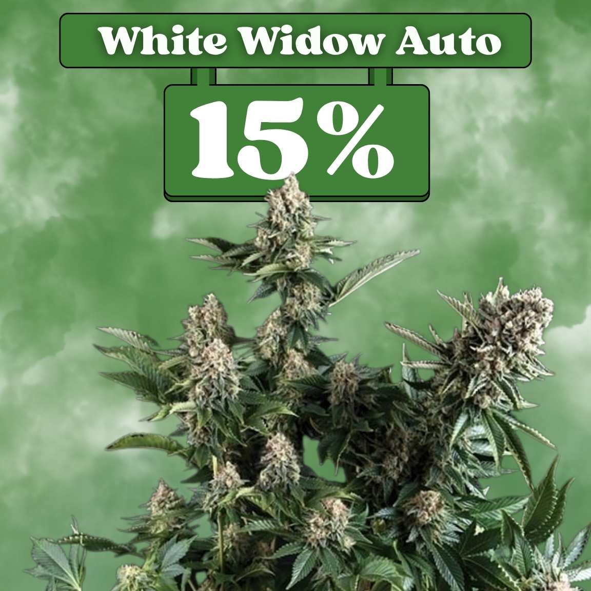 White Widow - Autoflower 🌱