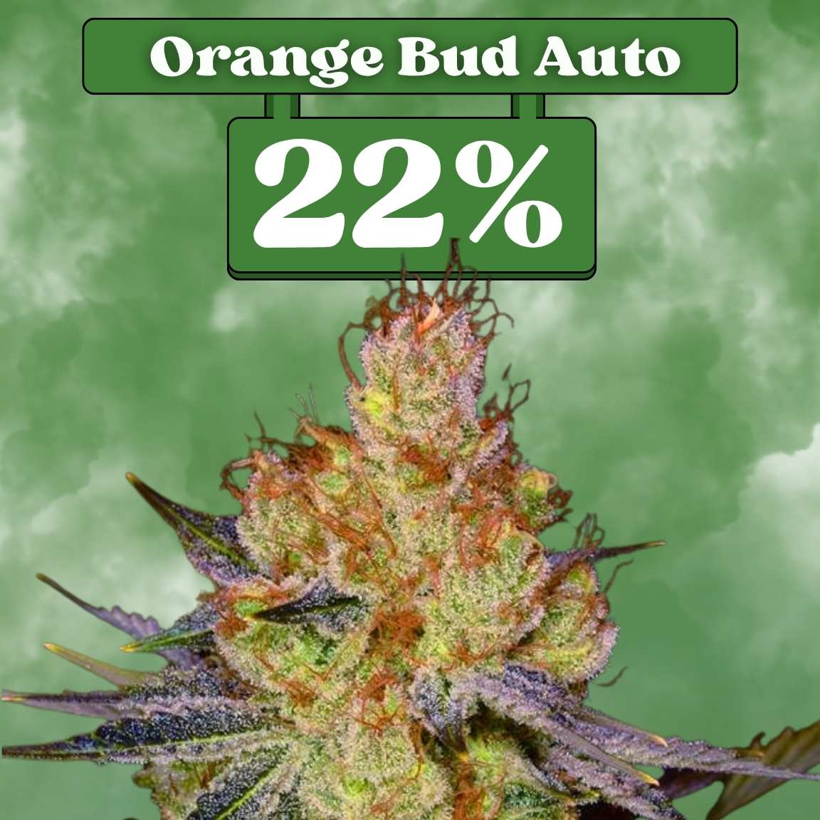Orange Bud Autoflower Samen (22% THC) 🌱