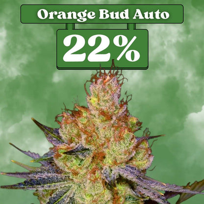 Orange Bud Autoflower Samen (22% THC) 🌱