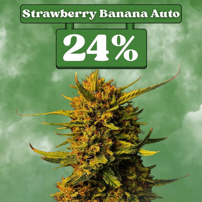 Strawberry Banana - Autoflower 🌱