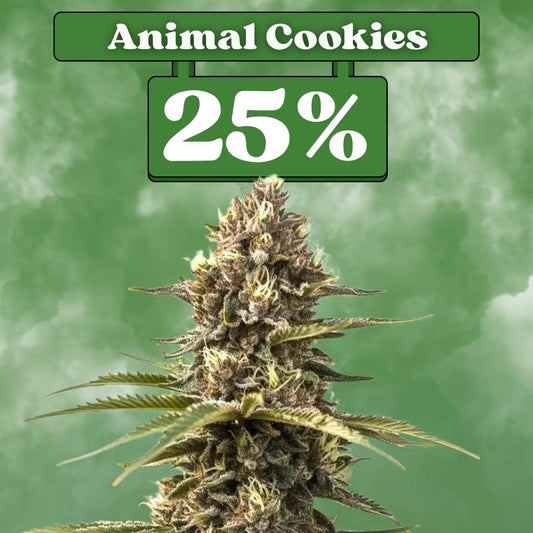 Cali Animal Cookies - Feminisiert (25% THC) 🌱