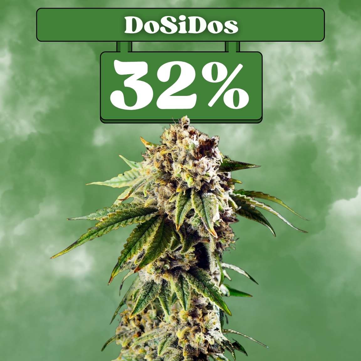 DoSiDos Samen - Feminisiert  (32% THC) 🌱