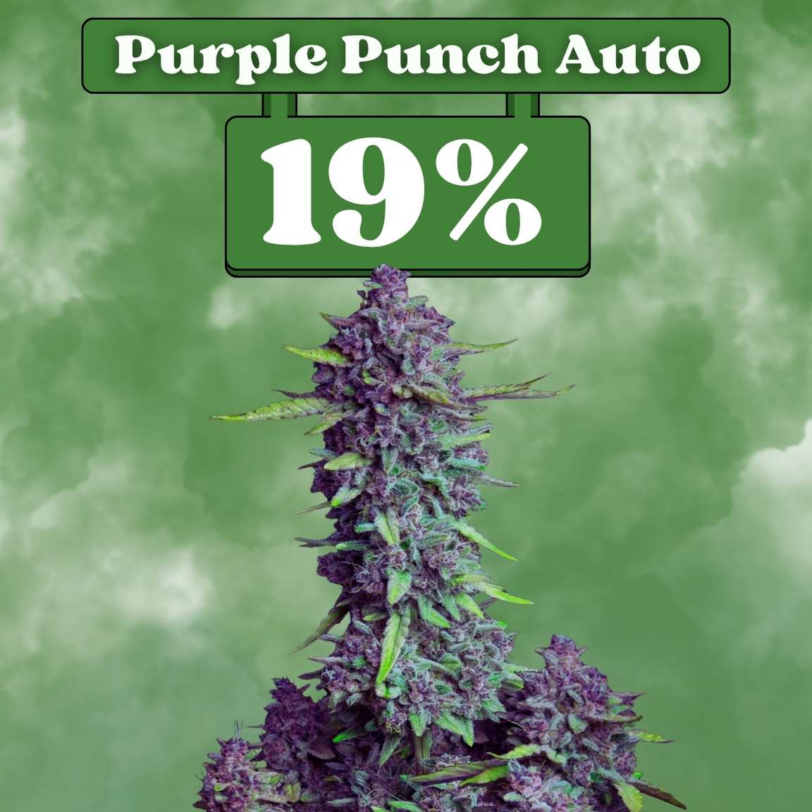 Purple Punch - Autoflowering (19% THC) 🌱