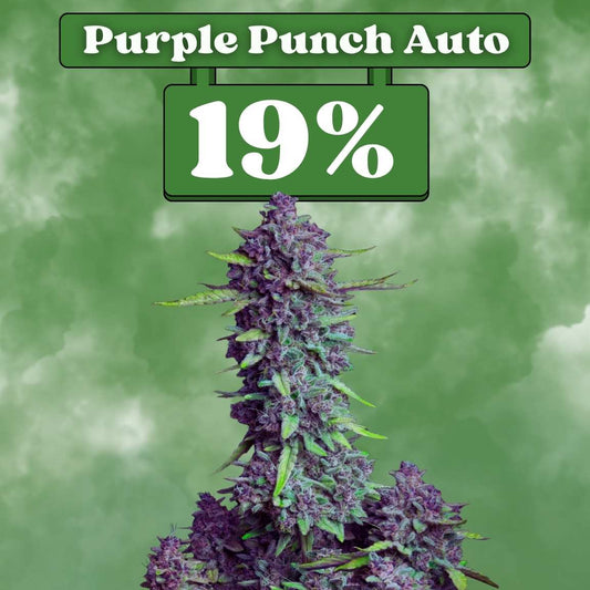 Purple Punch - Autoflowering (19% THC) 🌱