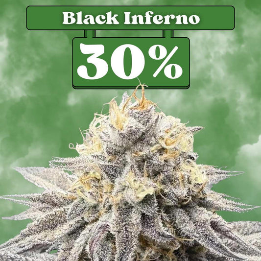 Cali Black Inferno - Feminisiert 🌱