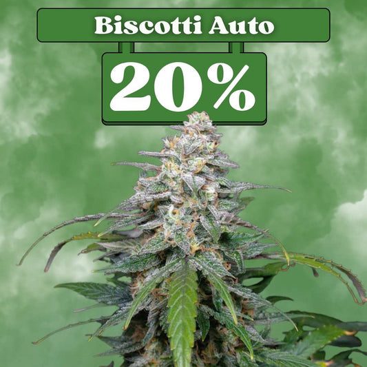 Biscotti Samen - Autoflower 🌱
