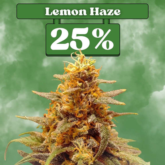 Lemon Haze - Feminisiert 🌱