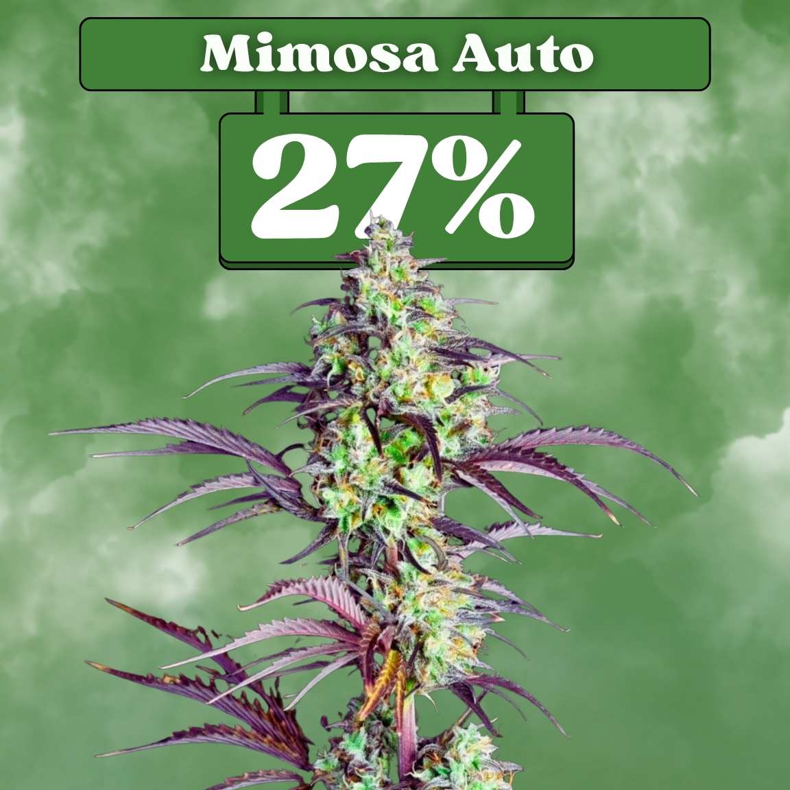Cali Mimosa - Autoflowering (27% THC) 🌱