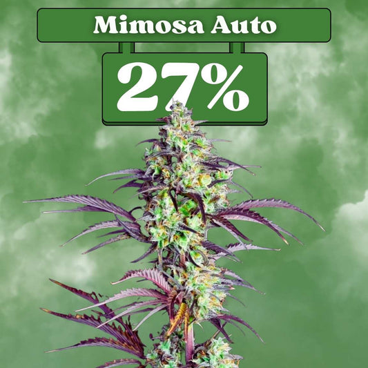 Cali Mimosa - Autoflowering (27% THC) 🌱
