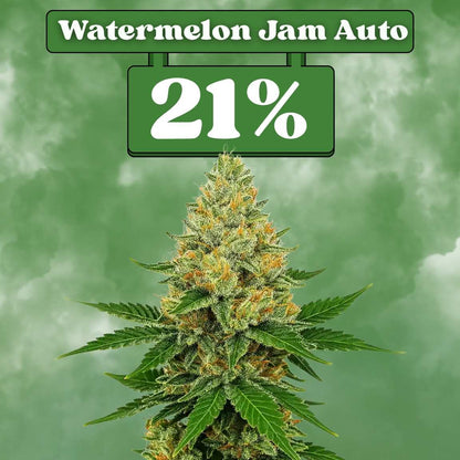 Watermelon Jam Autoflower Samen (21% THC) 🌱