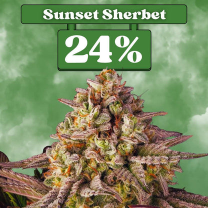 Cali Sunset Sherbet - Feminisiert (24% THC) 🌱