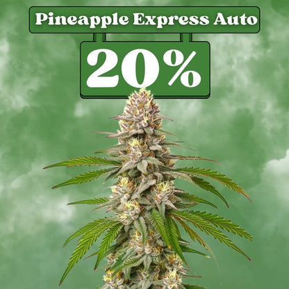 Pineapple Express - Autoflower (20% THC) 🌱