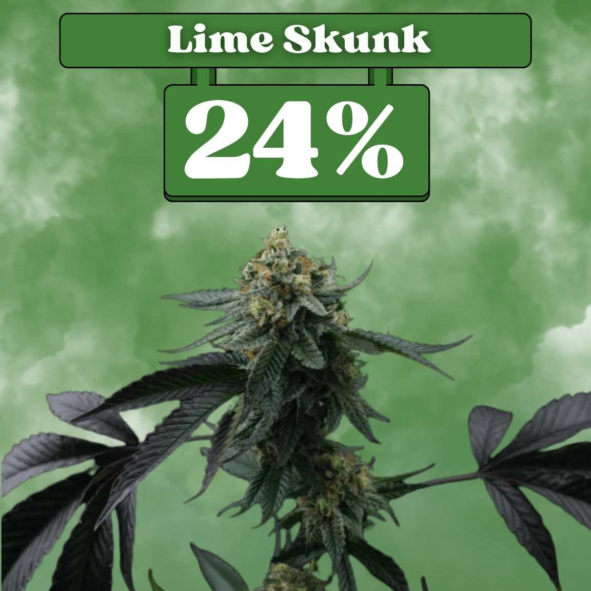 Lime Skunk Samen - Feminisiert (24% THC) 🌱