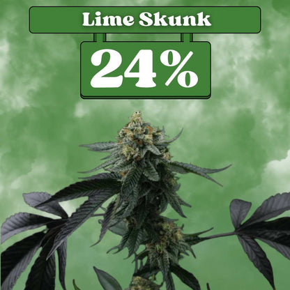 Lime Skunk Samen - Feminisiert (24% THC) 🌱