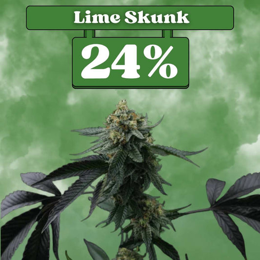 Lime Skunk Samen - Feminisiert (24% THC) 🌱