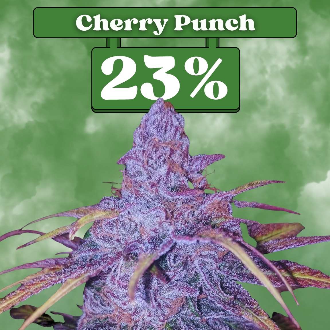 Cherry Punch - Feminisiert (23% THC) 🌱