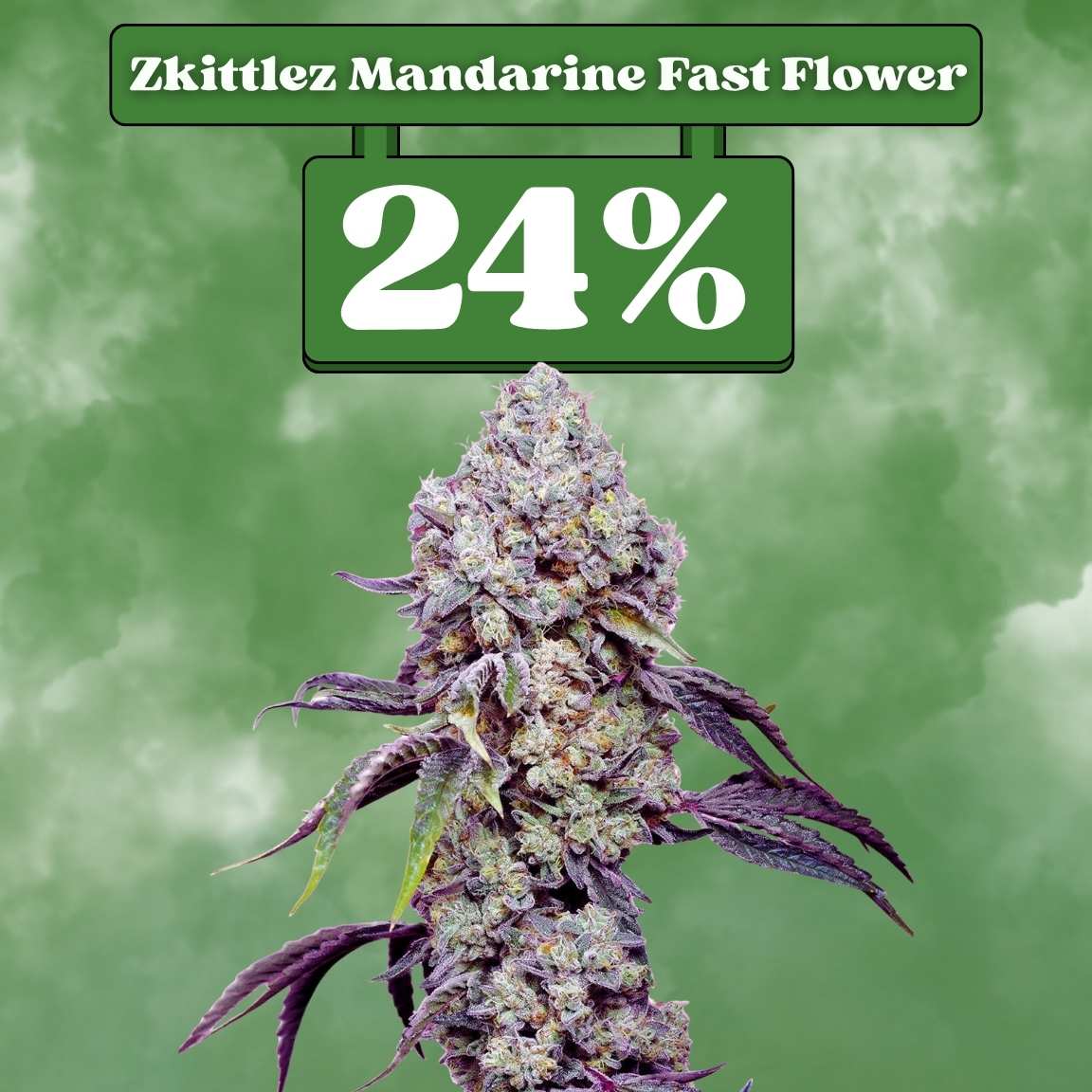 Zkittlez Mandarine Fast Flowering (24% THC) 🌱