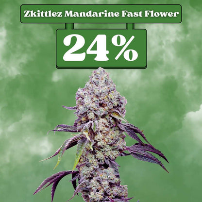 Zkittlez Mandarine Fast Flowering (24% THC) 🌱