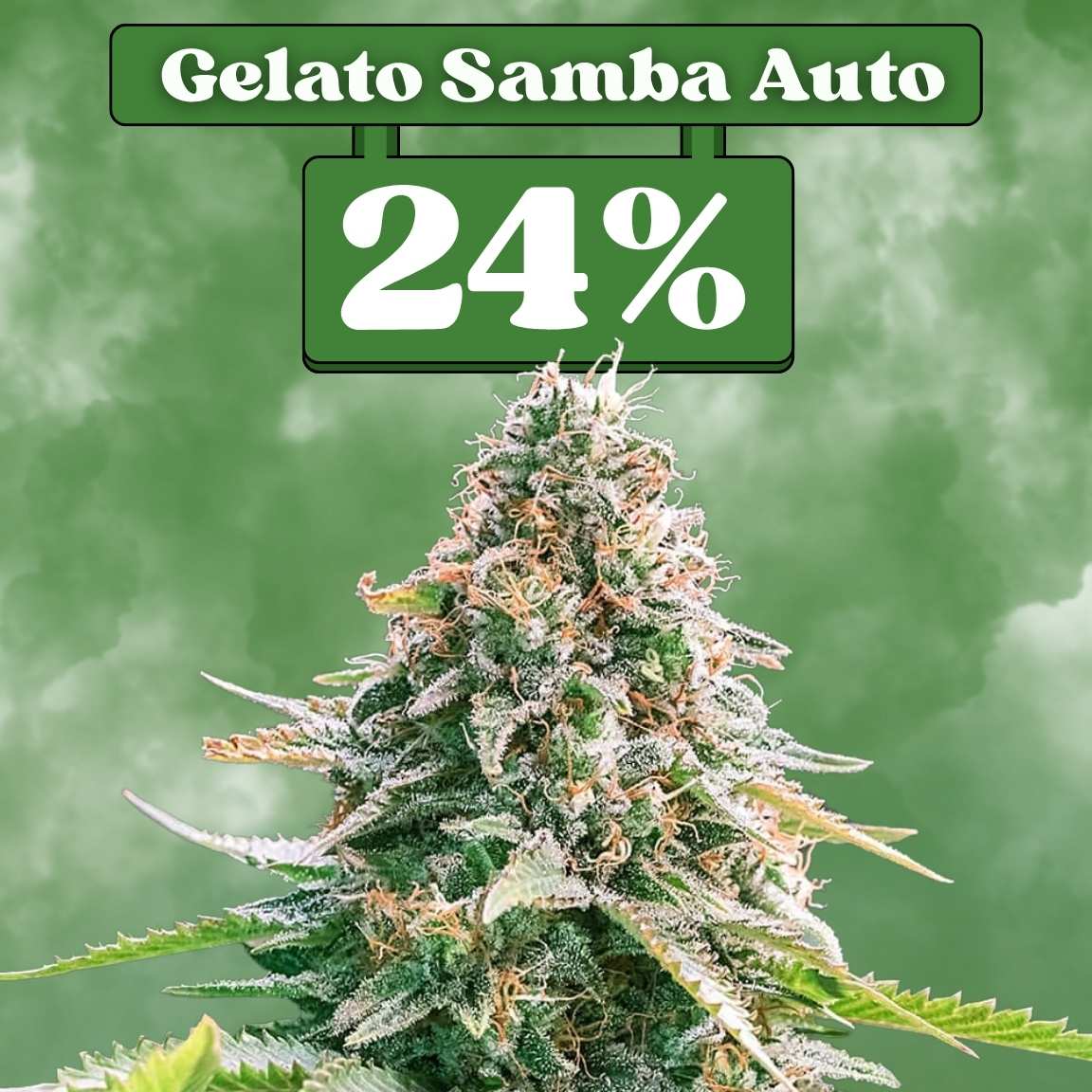 Gelato Samba Autoflower Samen (24% THC) 🌱