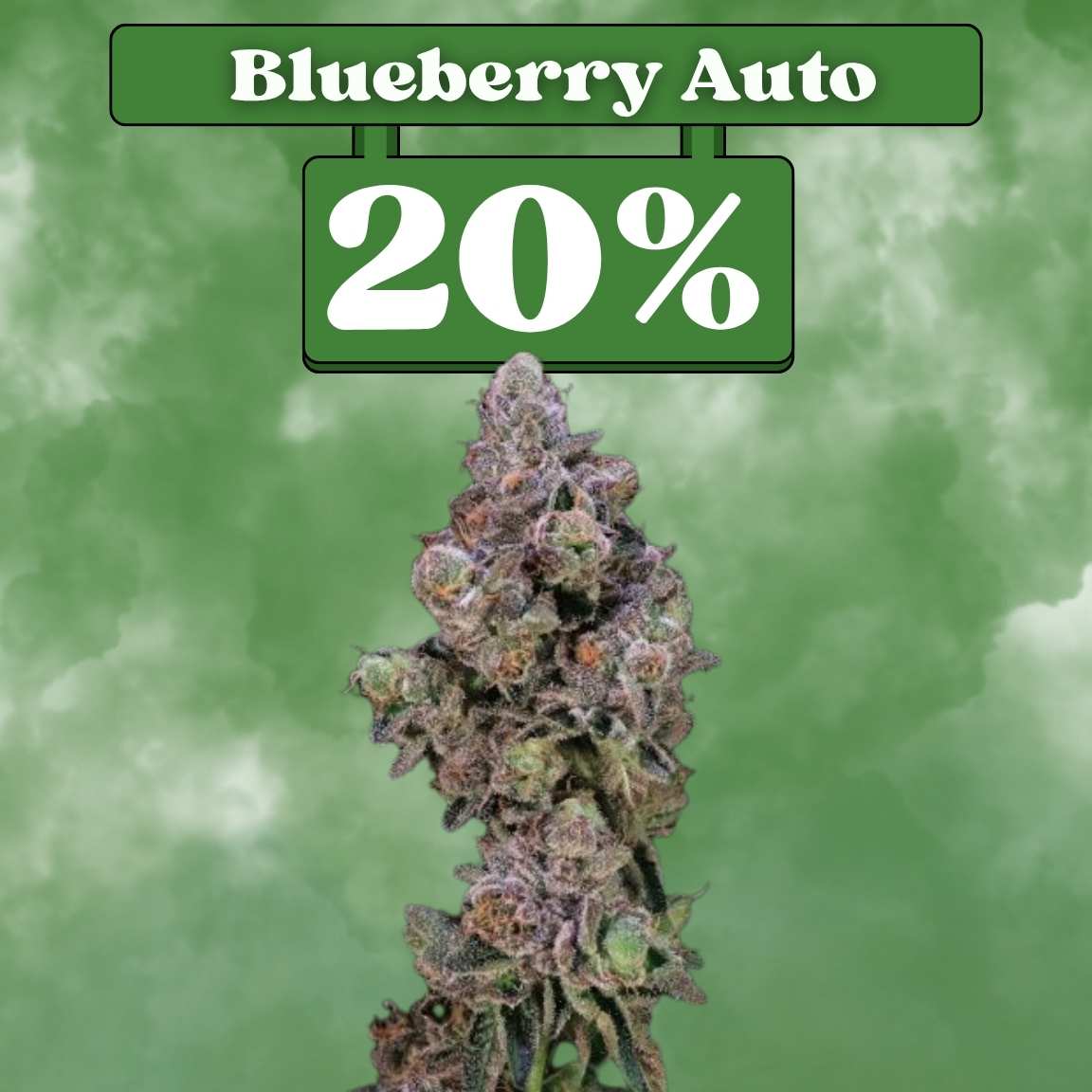 Blueberry Autoflower Samen (20% THC) 🌱