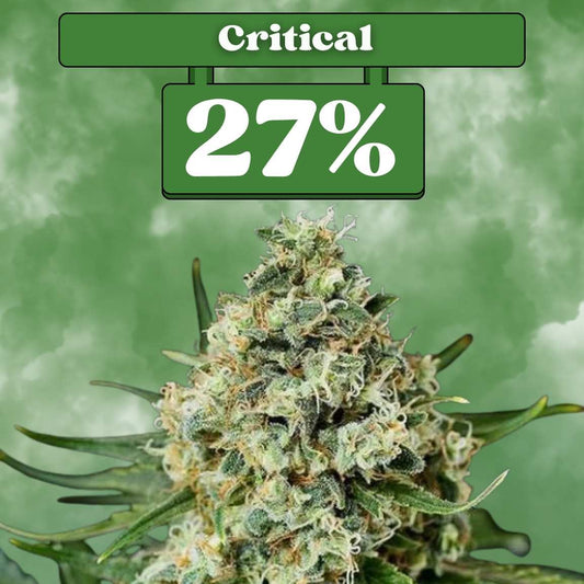 Critical - Feminisiert 🌱