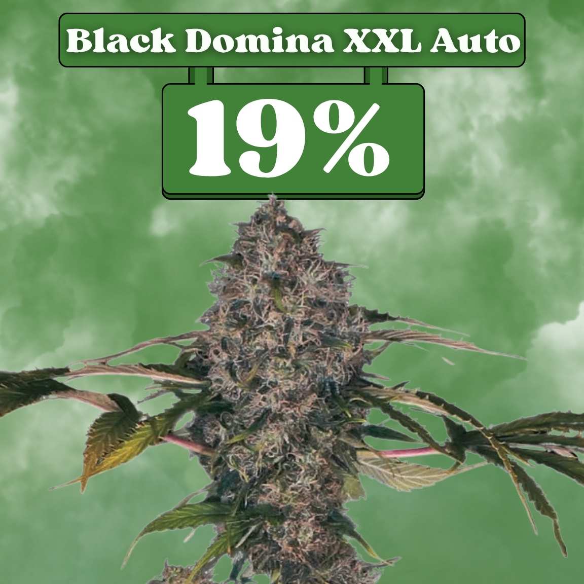 Black Domina XXL -  Autoflower 🌱