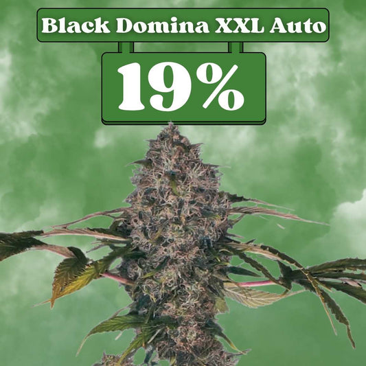 Black Domina XXL -  Autoflower 🌱