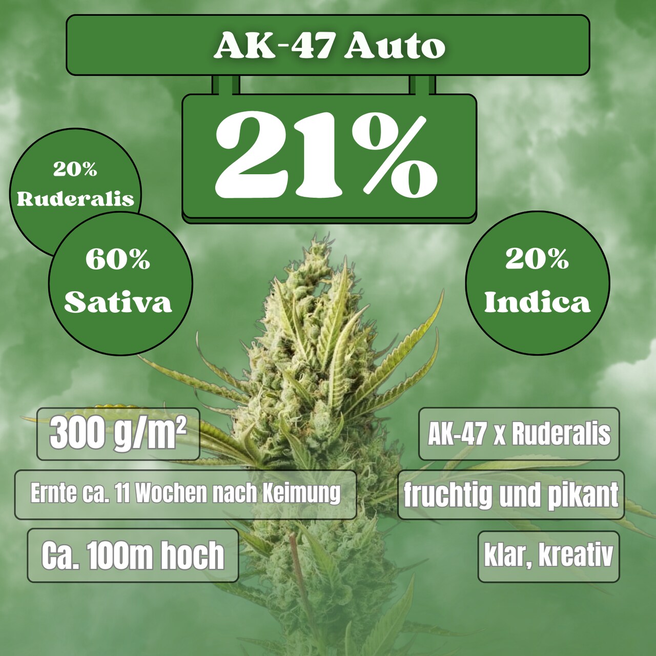 Ak-47 Autoflower Seeds (21% THC) 🌱