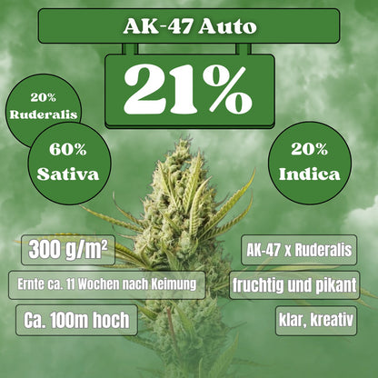Ak-47 Autoflower Seeds (21% THC) 🌱