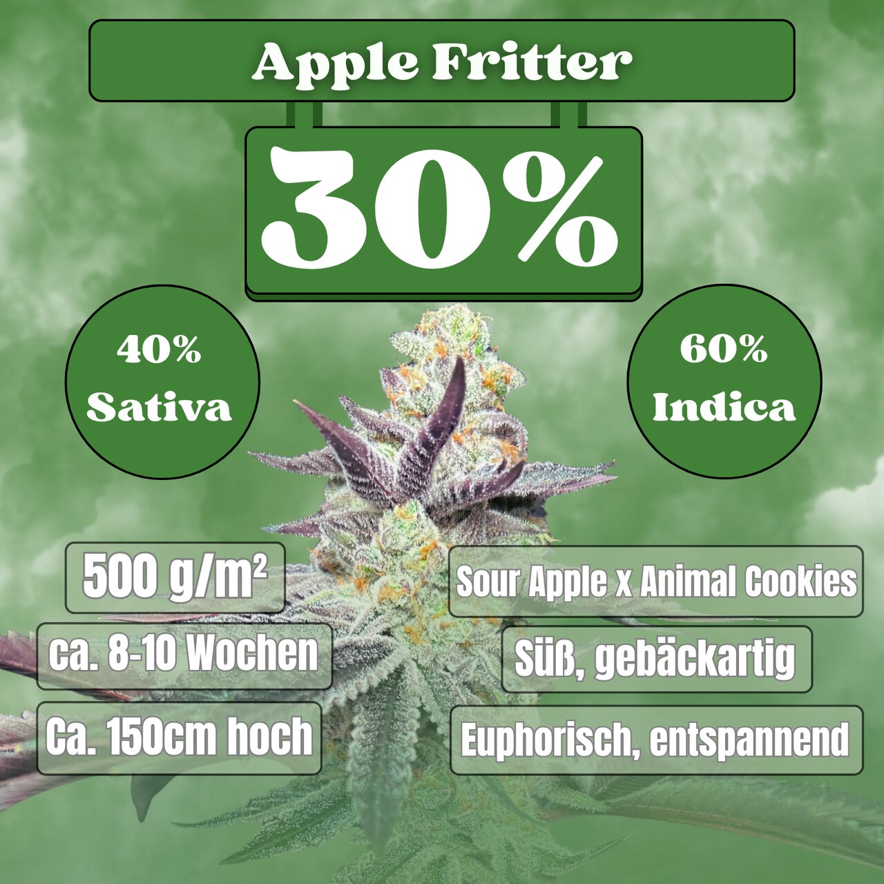 Cali Apple Fritter - Feminisiert (30% THC) 🌱