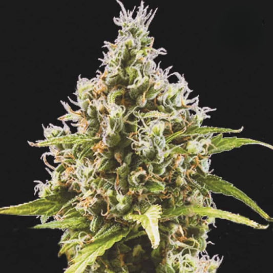 Amnesia Autoflower Samen (18% THC) 🌱