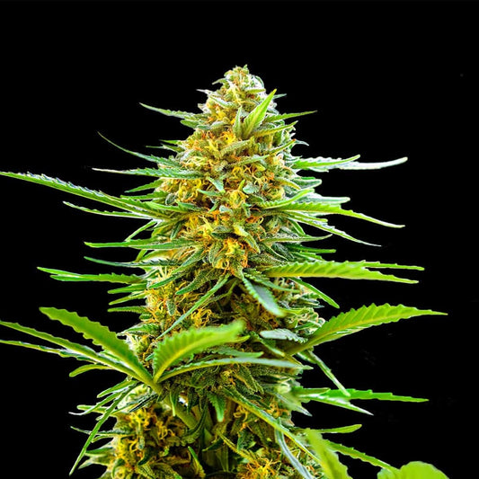 Banana Monkey Autoflower Seeds (22% THC) 🌱