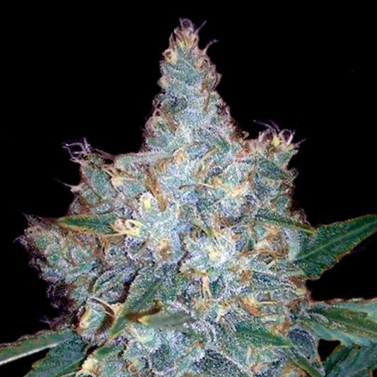 Blueberry Autoflower Seeds (20% THC) 🌱