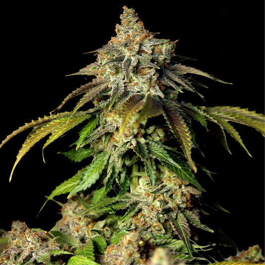 Bruce Banner Autoflower Seeds (23% THC) 🌱