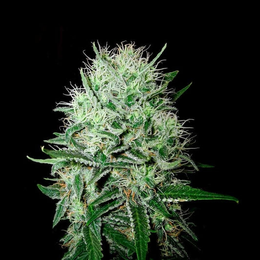 Devil´s Kiss Autoflower Seeds (20% THC) 🌱