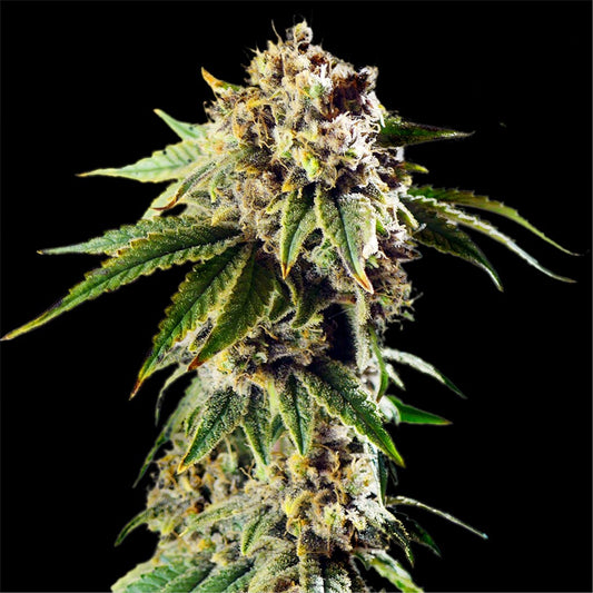 DoSiDos Autoflower Seeds (23% THC) 🌱