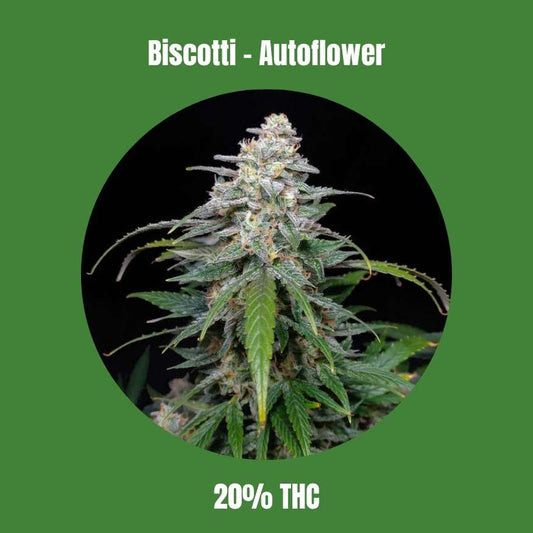Biscotti Autoflower