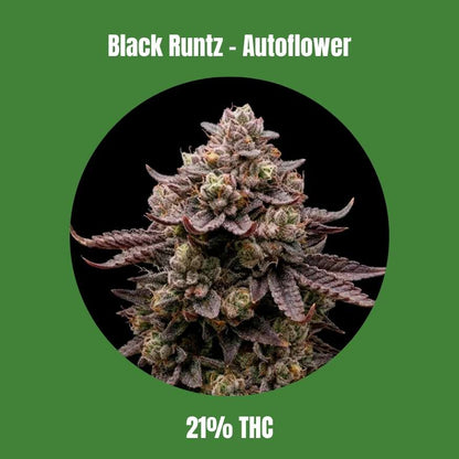 Cali Black Runtz - Autoflowering 🌱