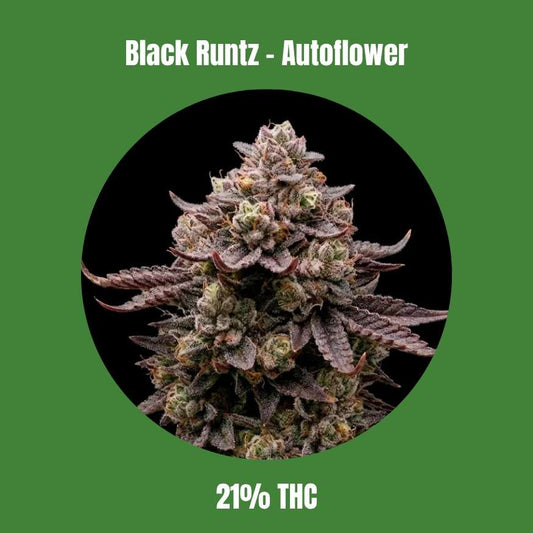 Cali Black Runtz - Autoflowering 🌱